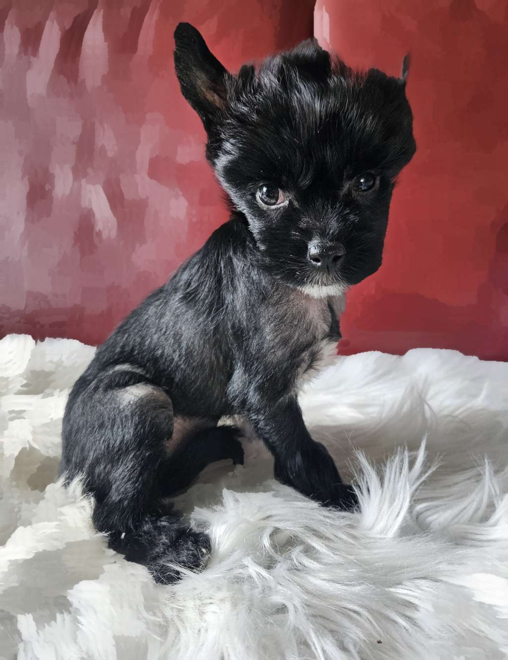 Boa vom Leipziger Löwen