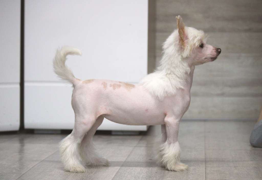 Vanil Na Mindalnom Oblake