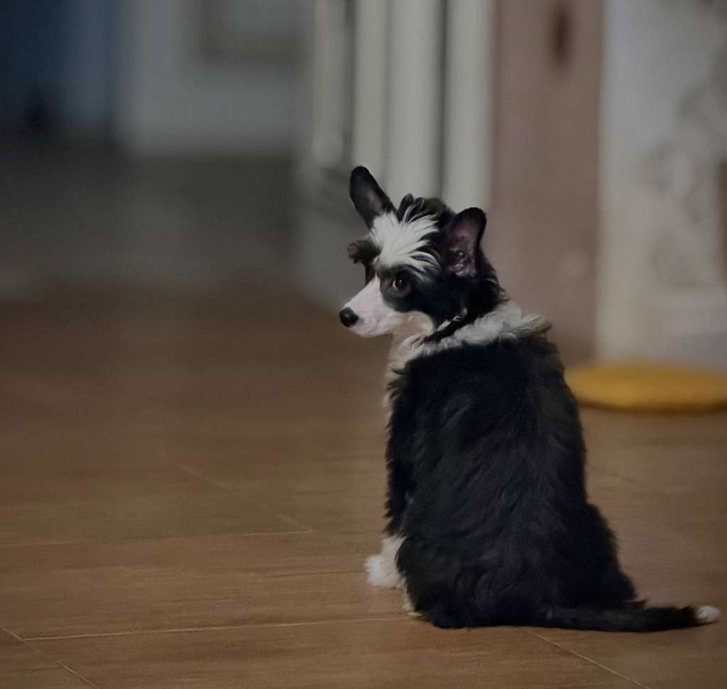 Apriori Vip Aria Elance Louange