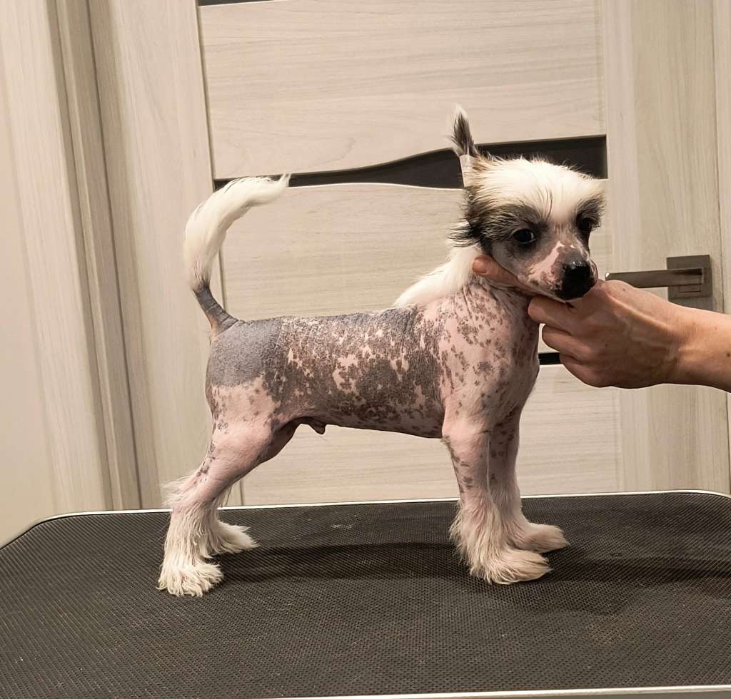 My Crazy Crested Hot Pepperoni