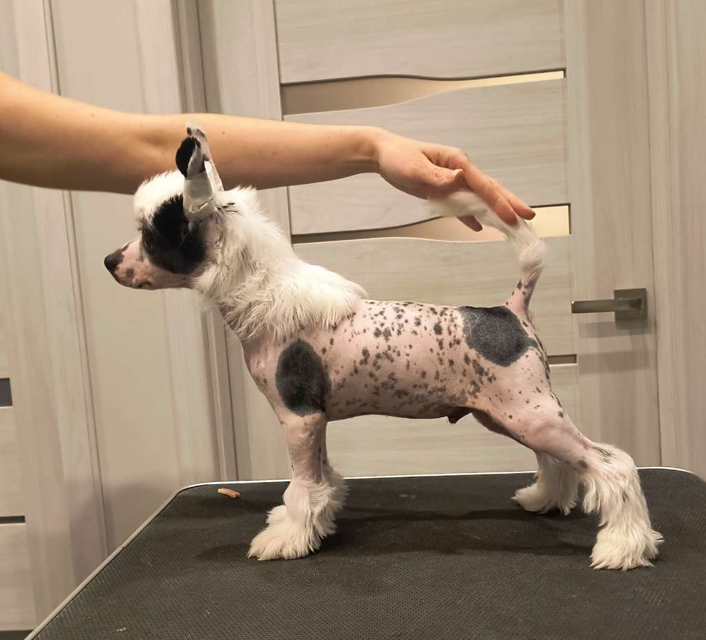 My Crazy Crested Spicy Diavolo