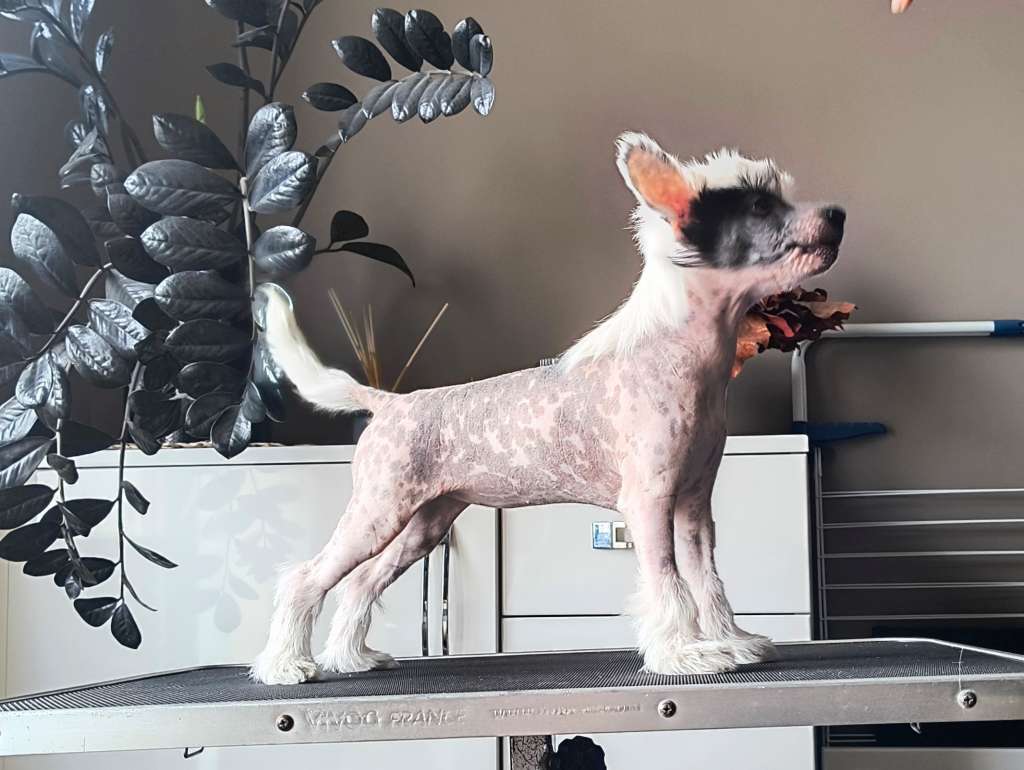 My Crazy Crested Lux Margherita