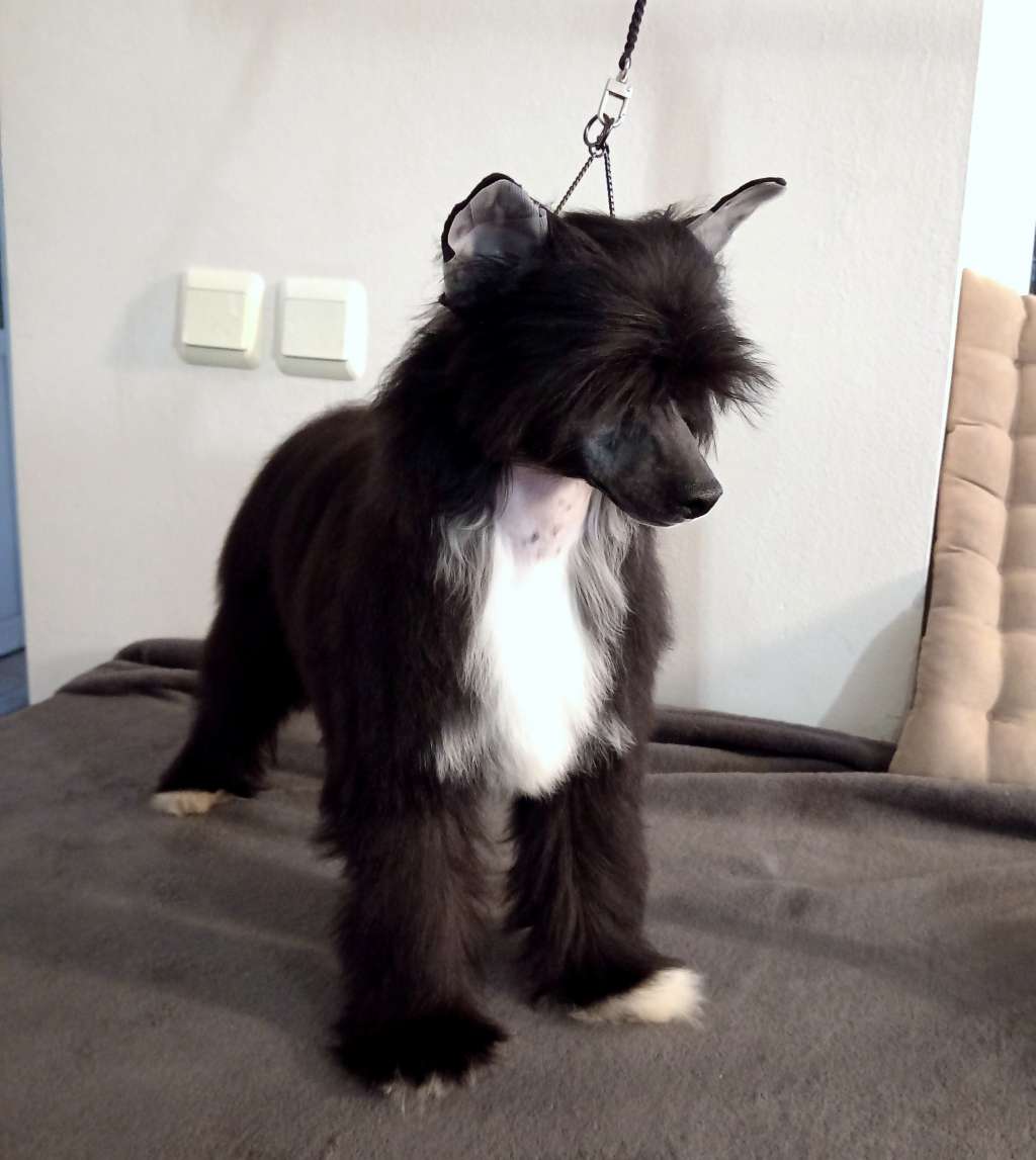 Stiles Molosos Gratzi