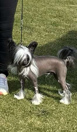 Versace Eros Juna Dogs