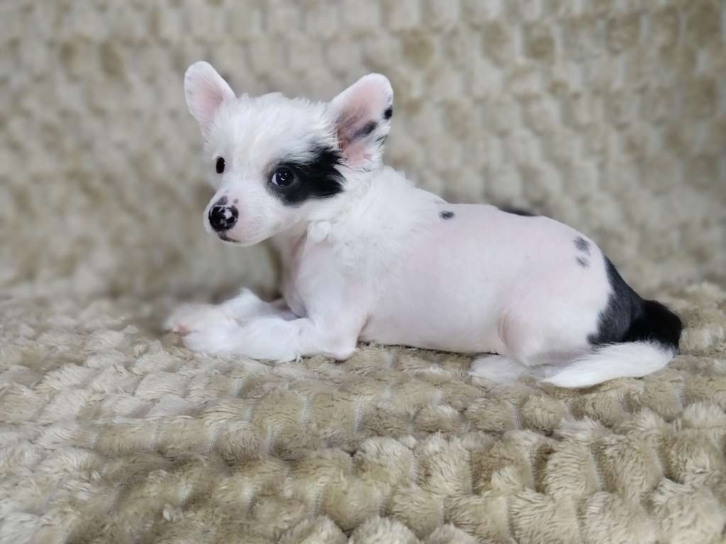 Kovimoti Dooset Daram