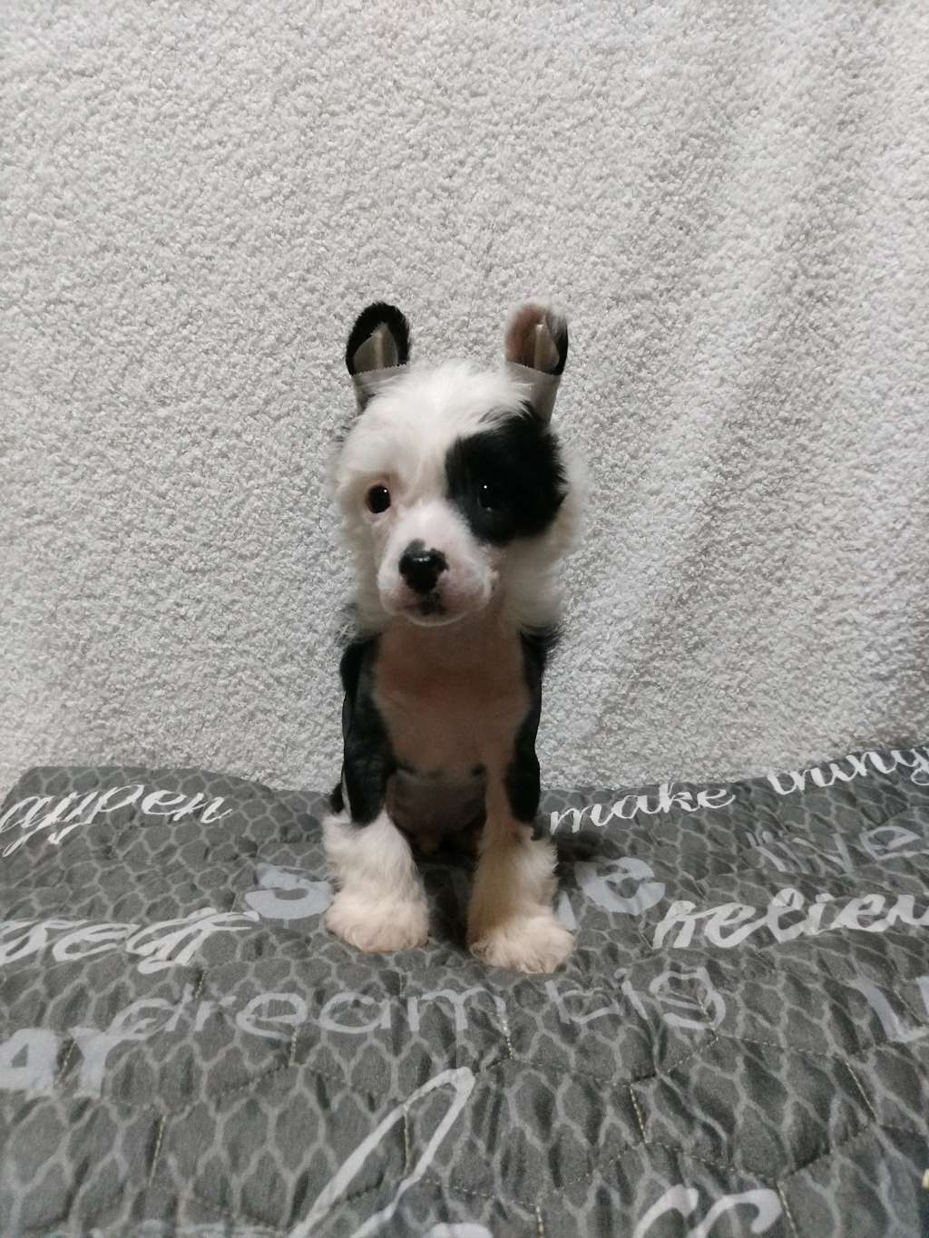 Kovimoti Darius Magic Horse