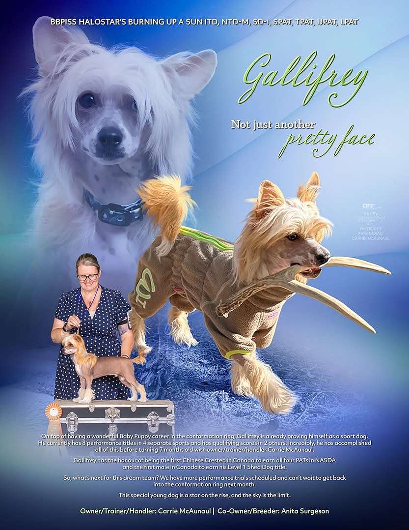 Halostar's Burning Up A Sun