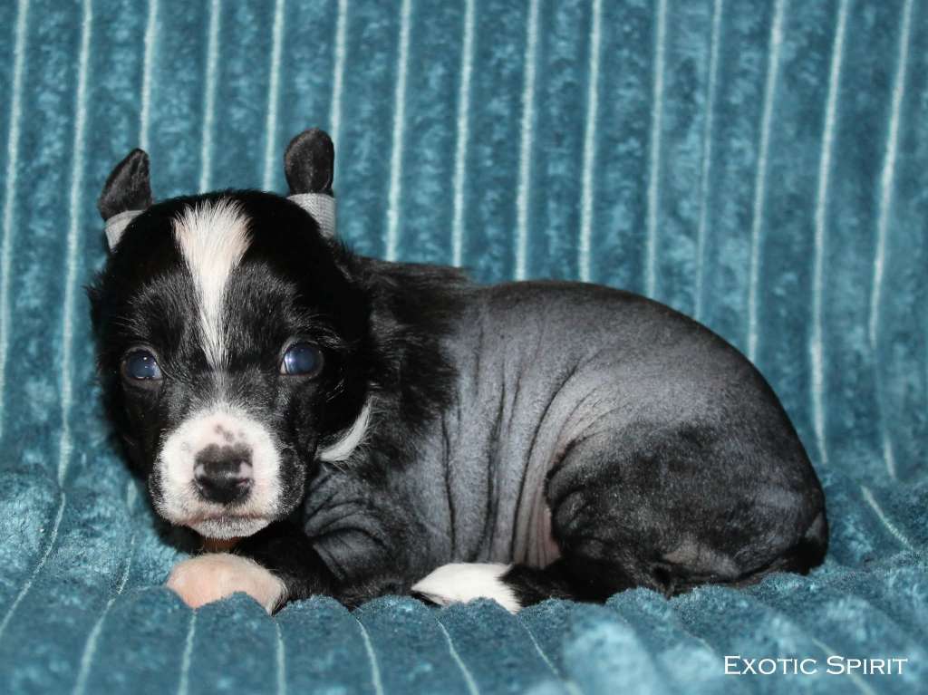 Exotic Spirit Beatles-Curious Elf