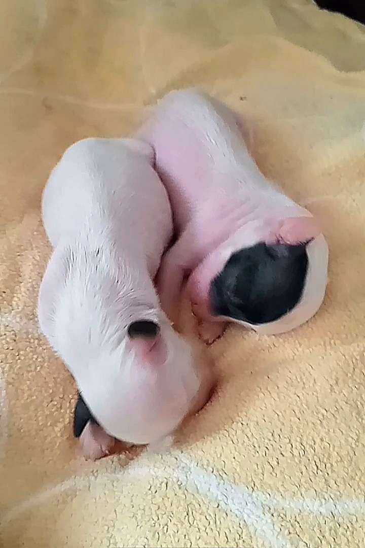 My Sansara Cherished Dream