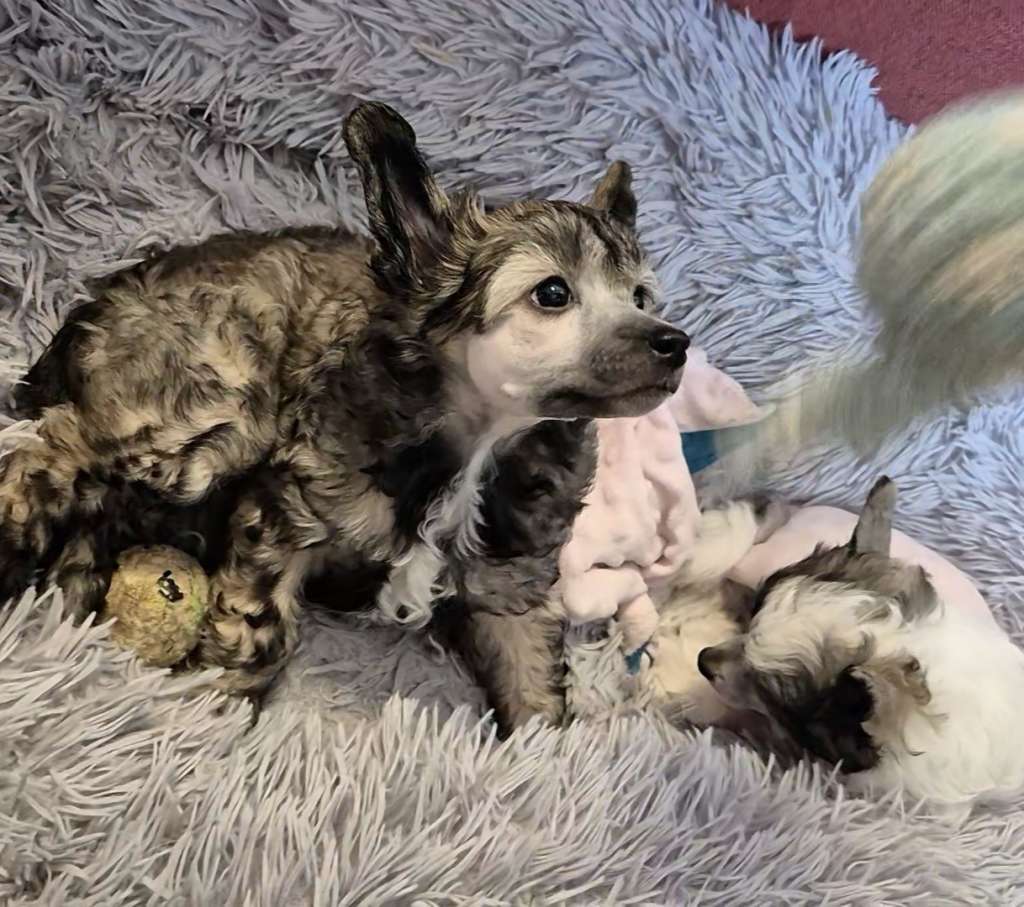 Aliyah Issis's Kingdom