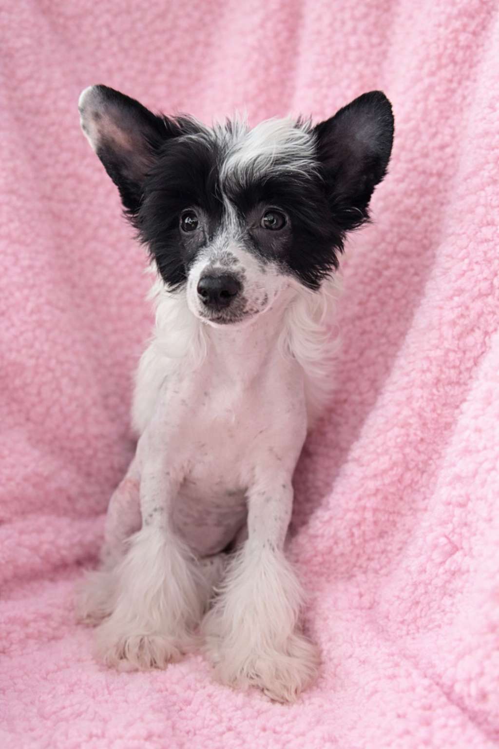 Nymph Mary Cherished Dream