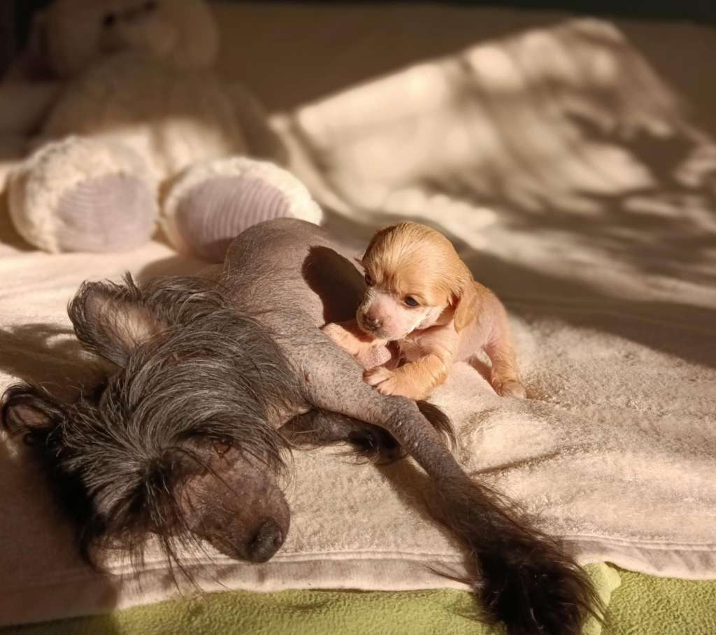 Fehérlófia Piroska