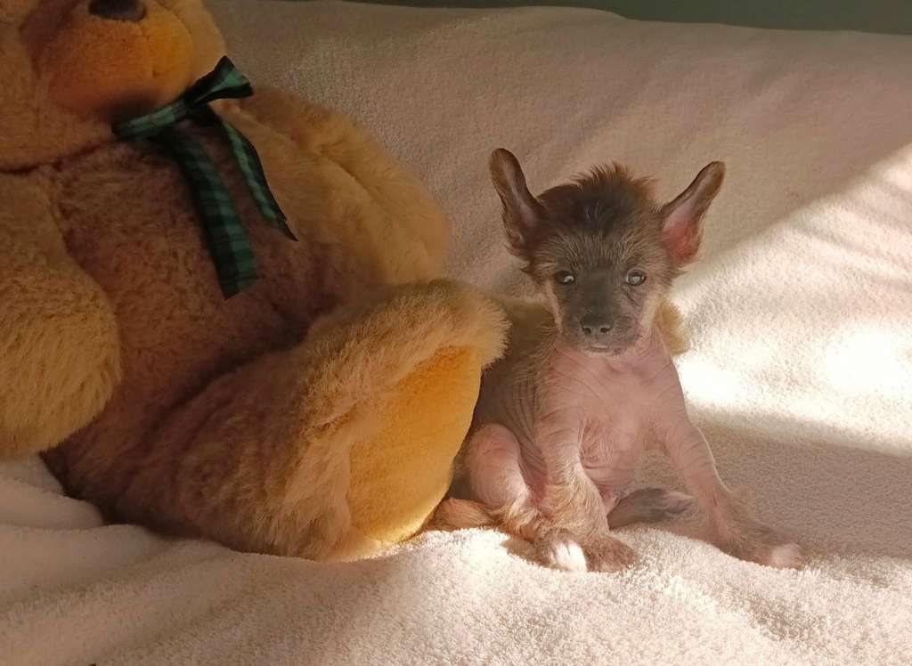 Fehérlófia Pán Péter