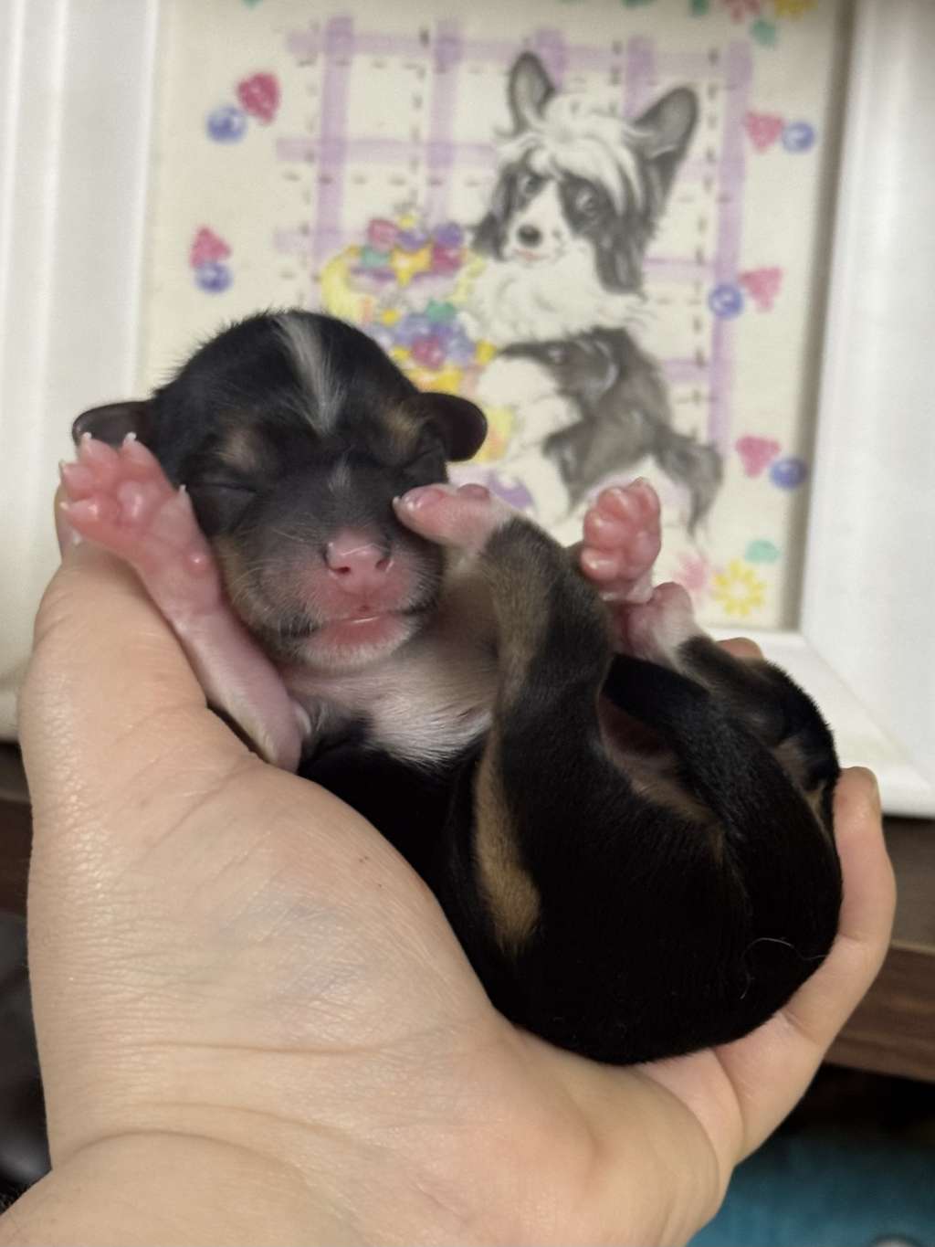 Rosa sinensis of Wuhuaguo