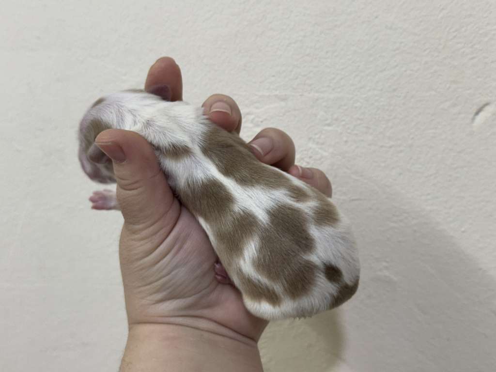 Rosa sinensis of Amber