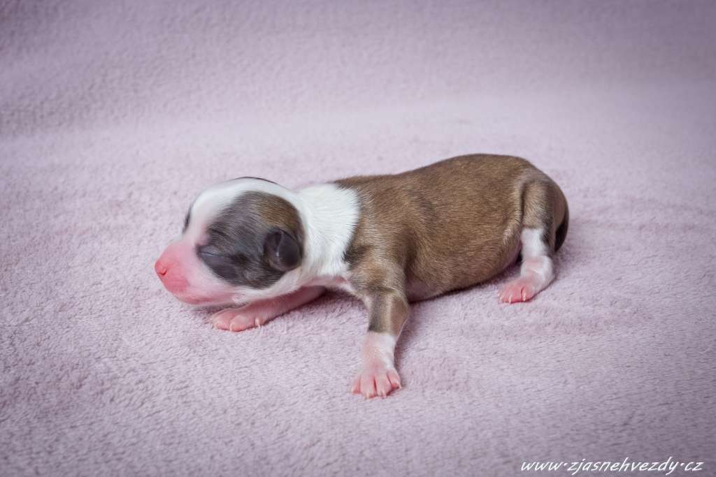 Ice Man z Jasne hvezdy