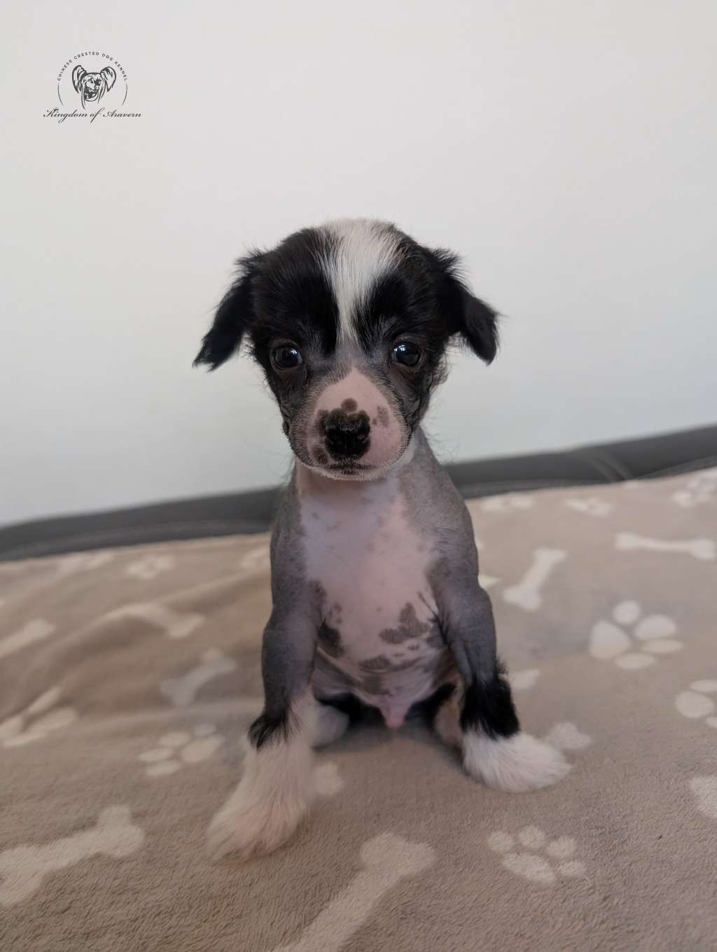 Buffalo Kingdom of Aravern