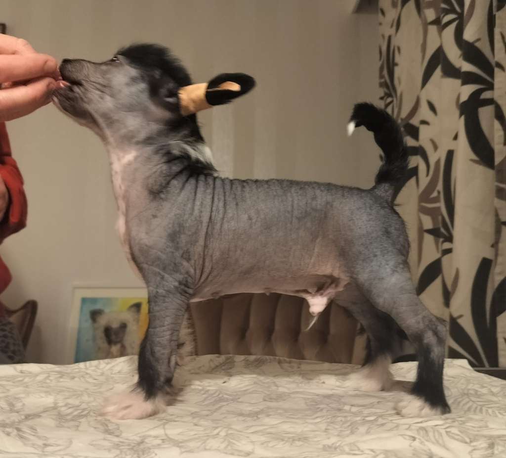 Crestwood Underpants Hero