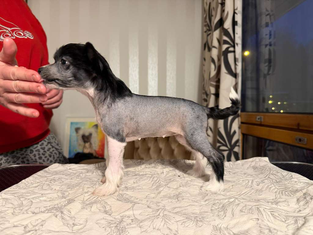 Crestwood Uber-Cute Elegance