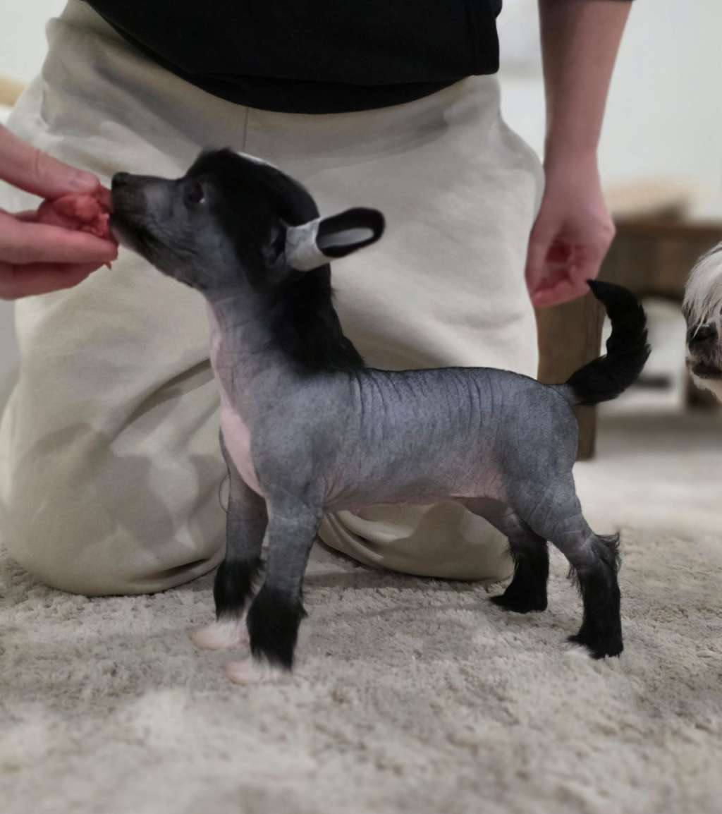 Crestwood Up To No Good