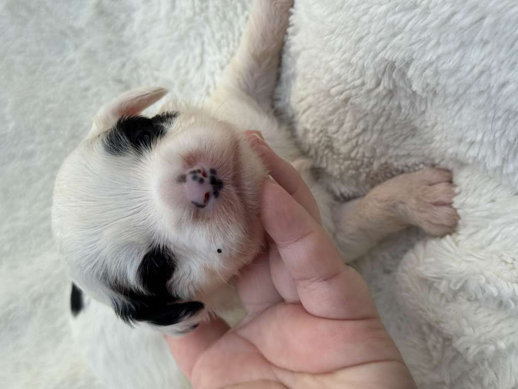 Rosa sinensis of Damon