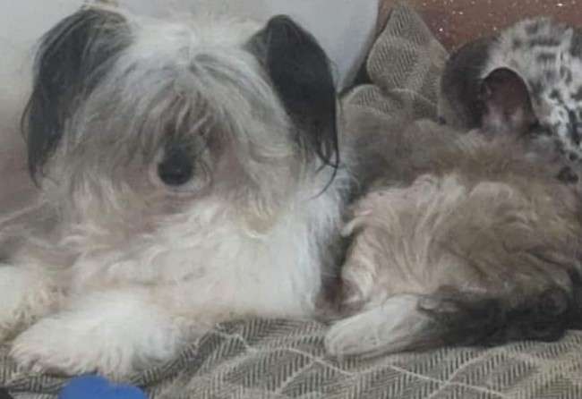 Xelocrest cookie show star