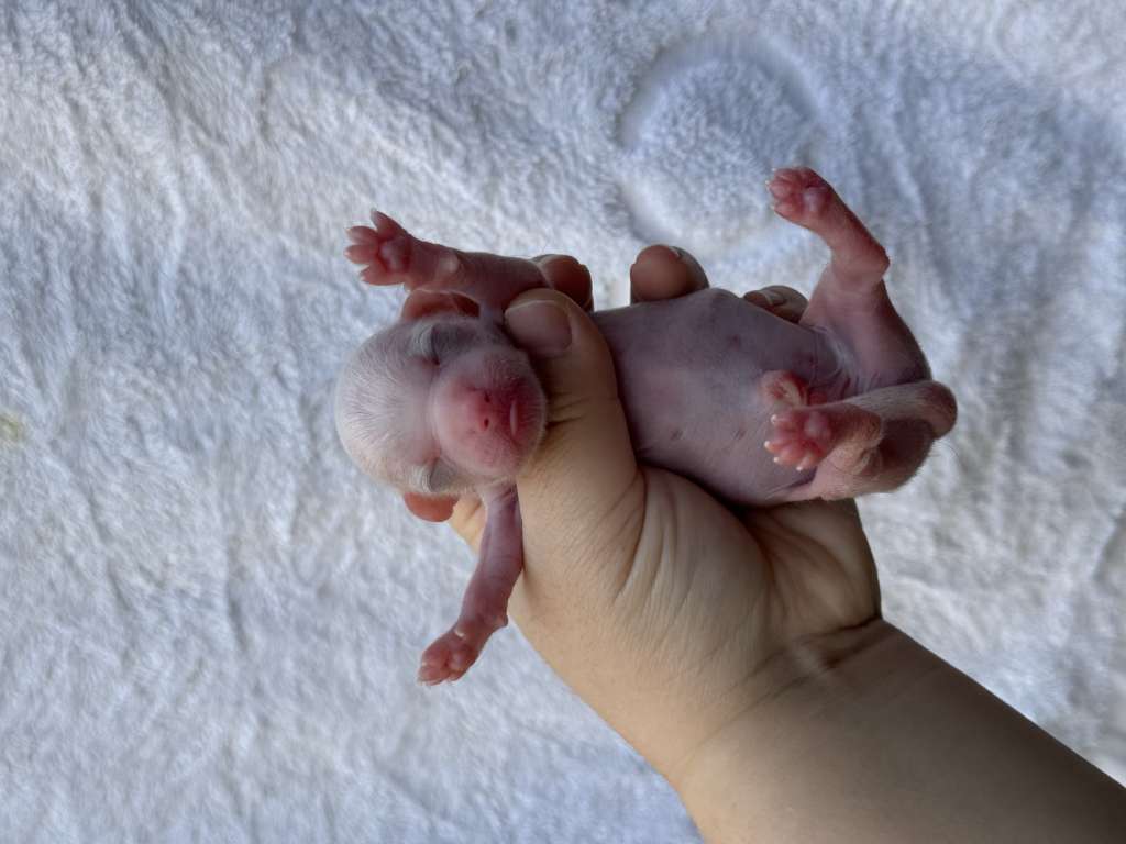 Rosa sinensis of saodengdeng