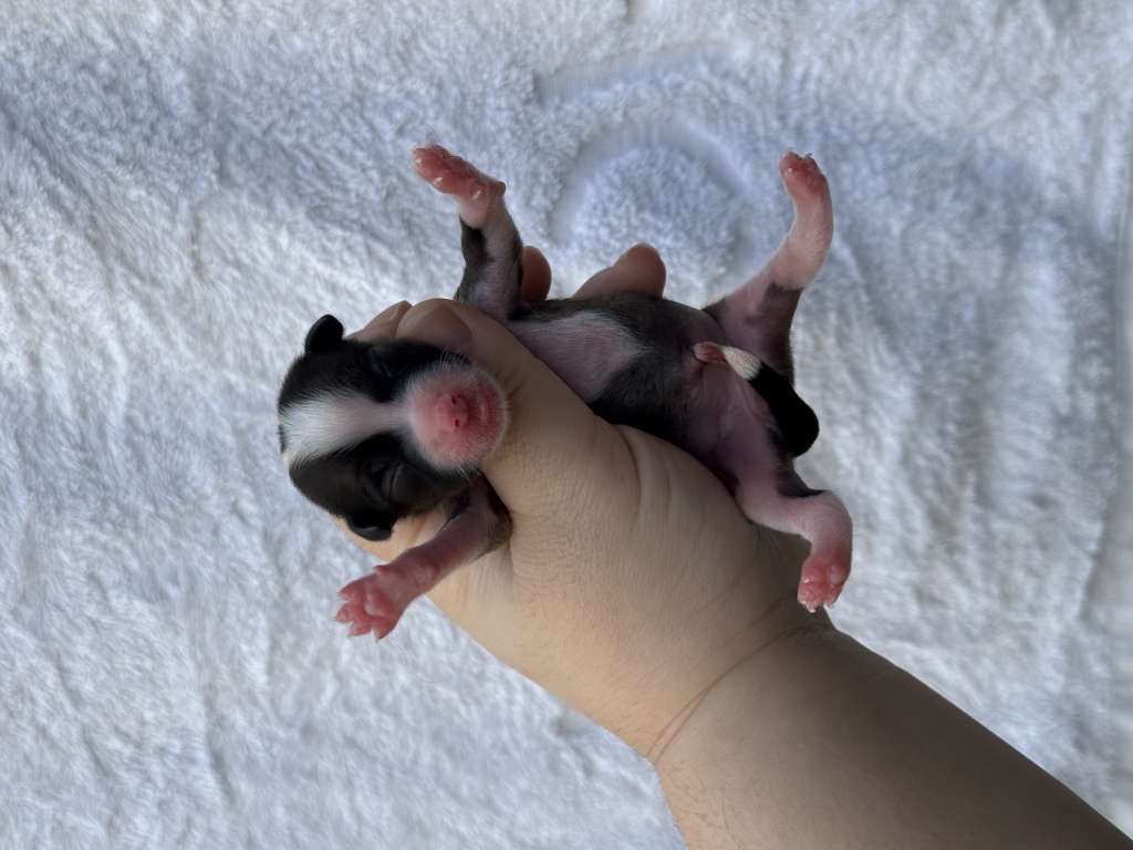 Rosa sinensis of T.. b