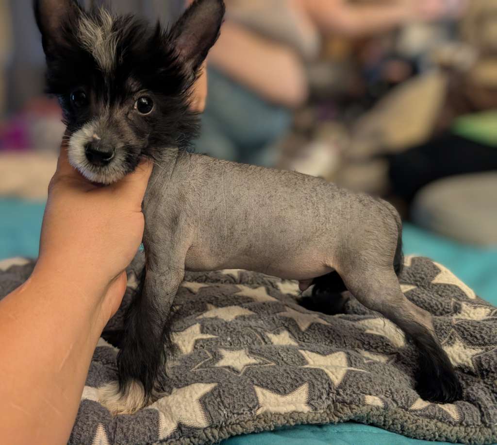 AV Dragon's Divine Protection Ward