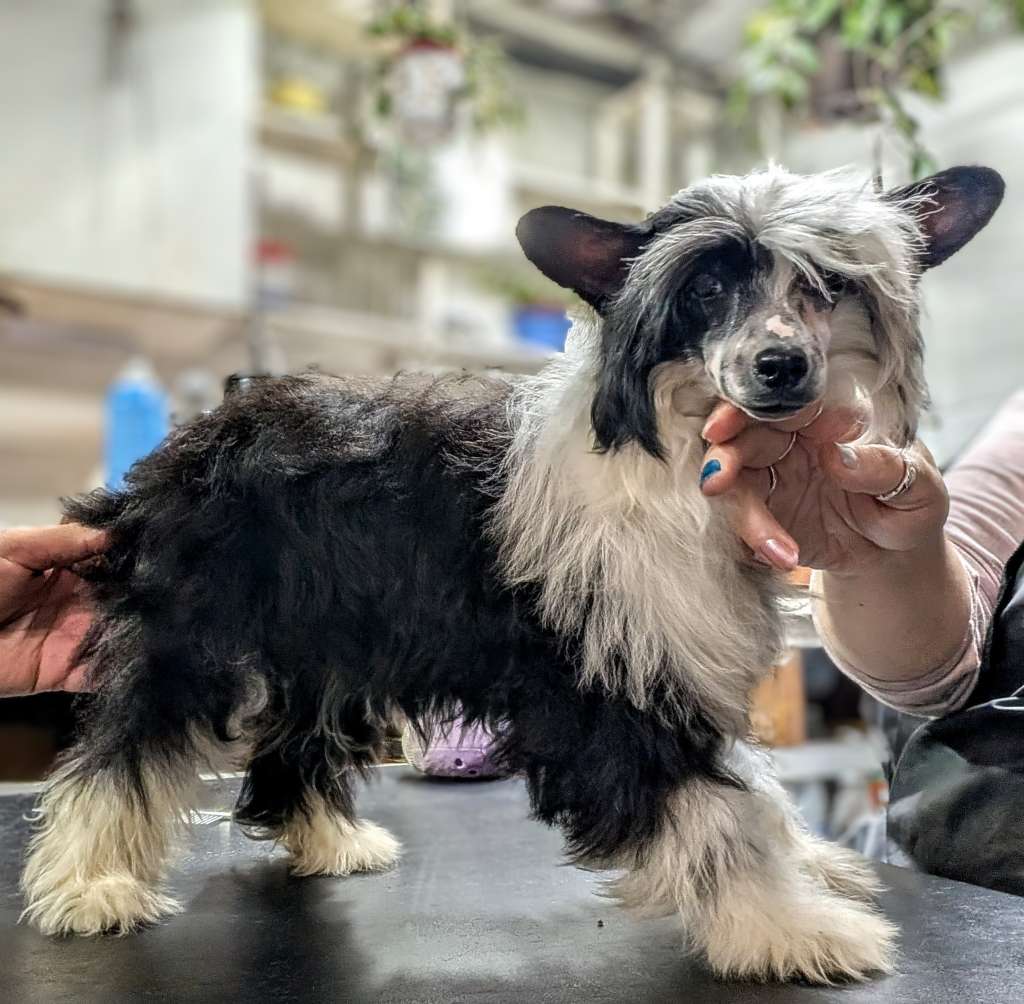 AV Dragon's Potent Herbal Magick