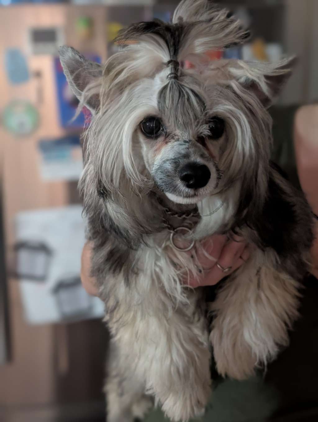 AV Dragon's Guide to the Underworld