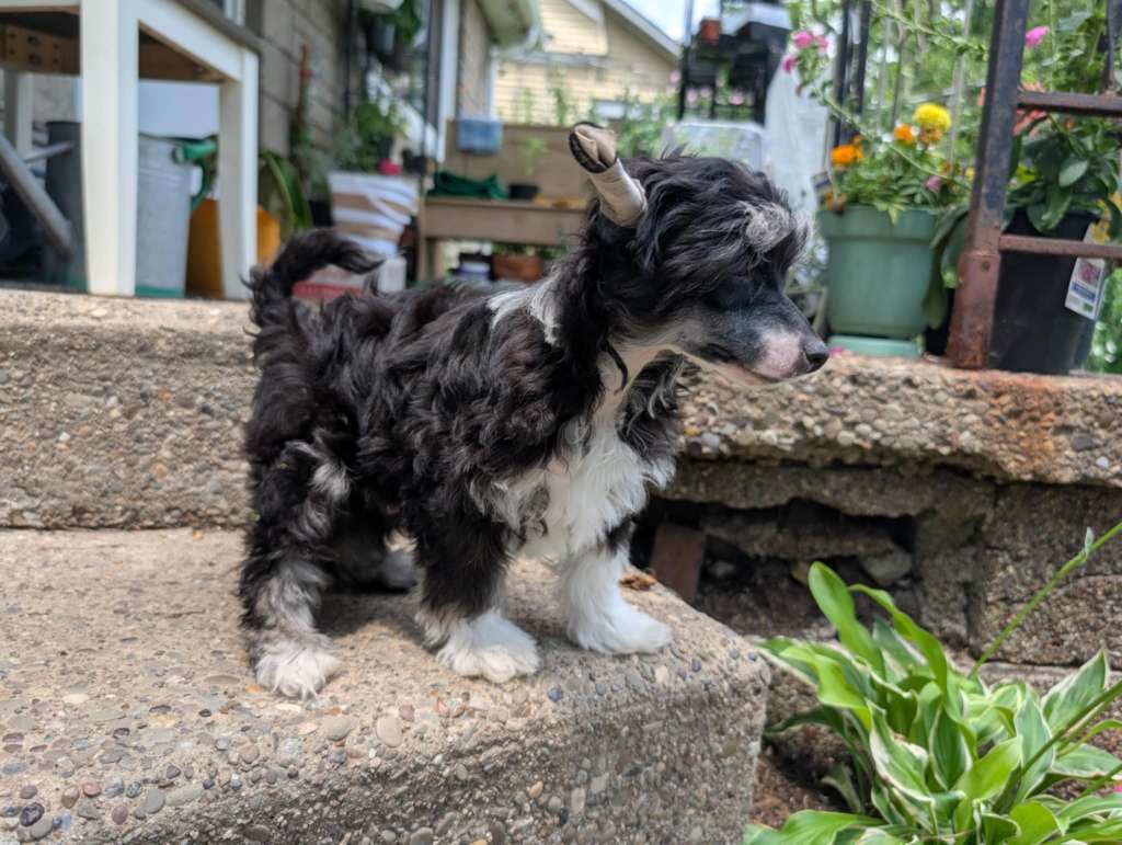 AV Dragon's Greek God Of Wilderness