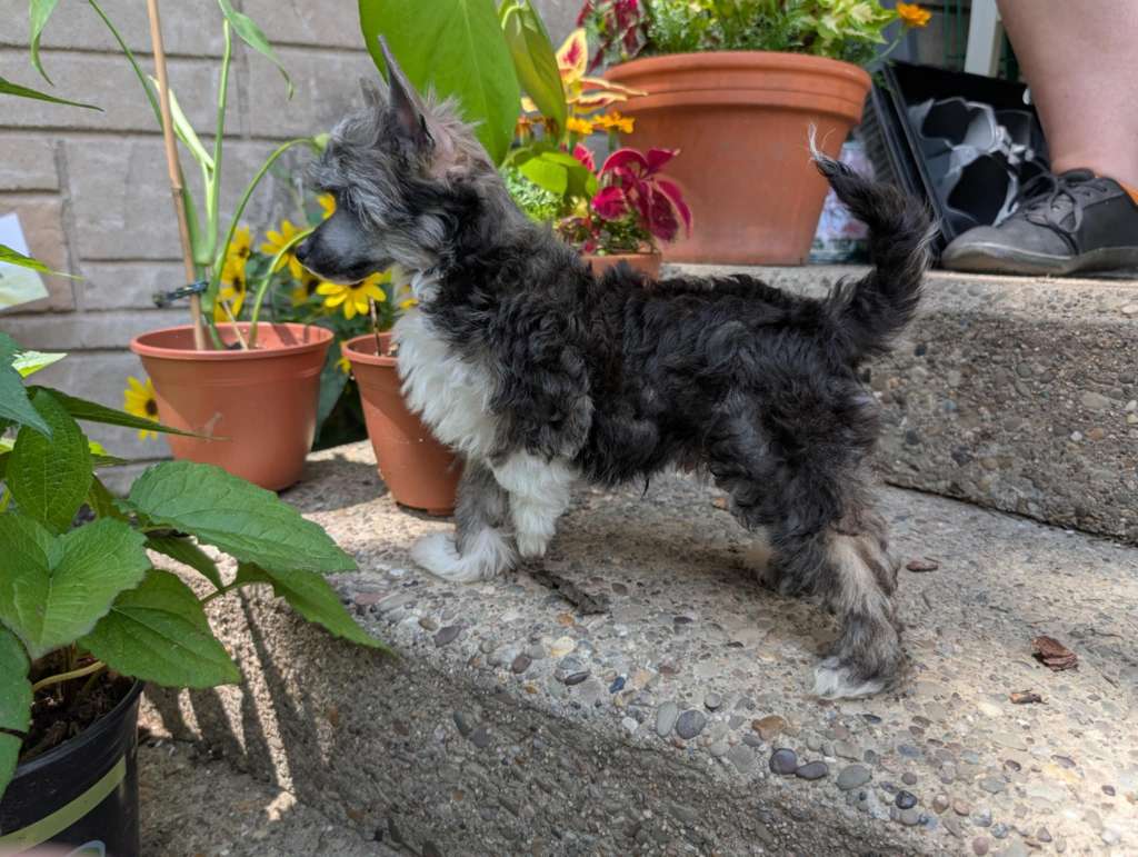 AV Dragon's King Of Darkness