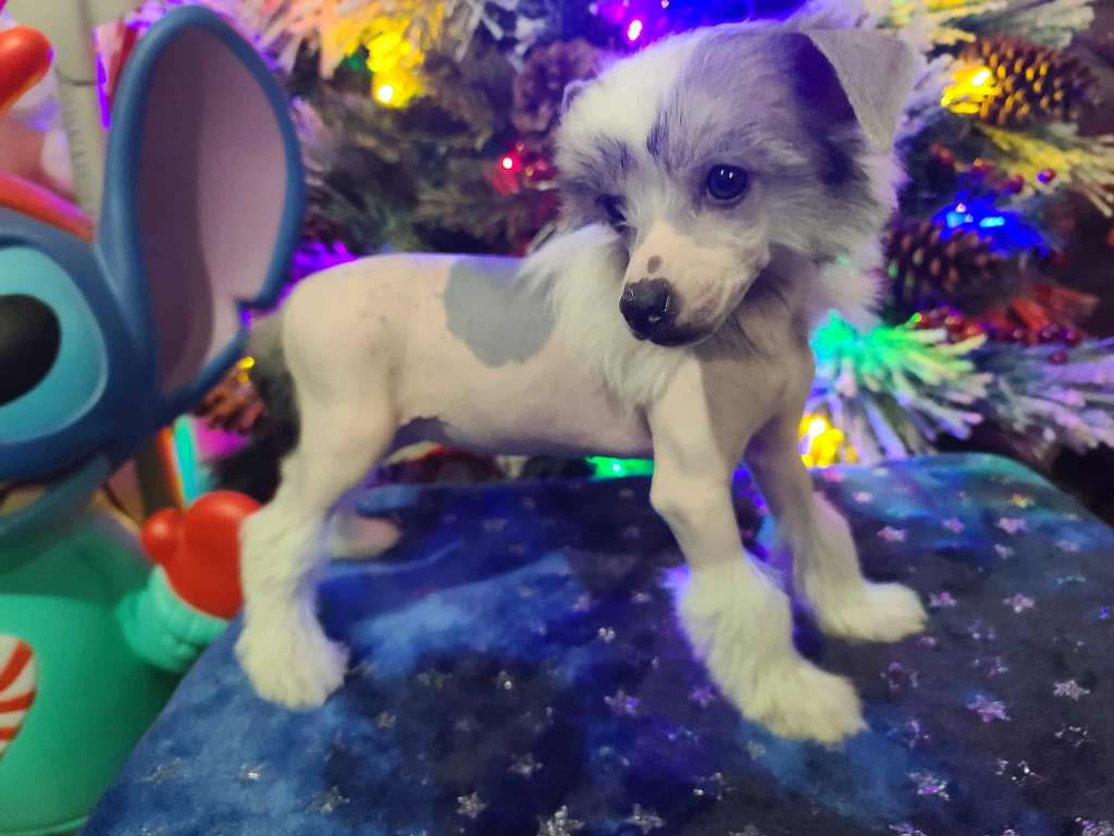 Long Haul's Enchanting Beauty & Resilience Fuji