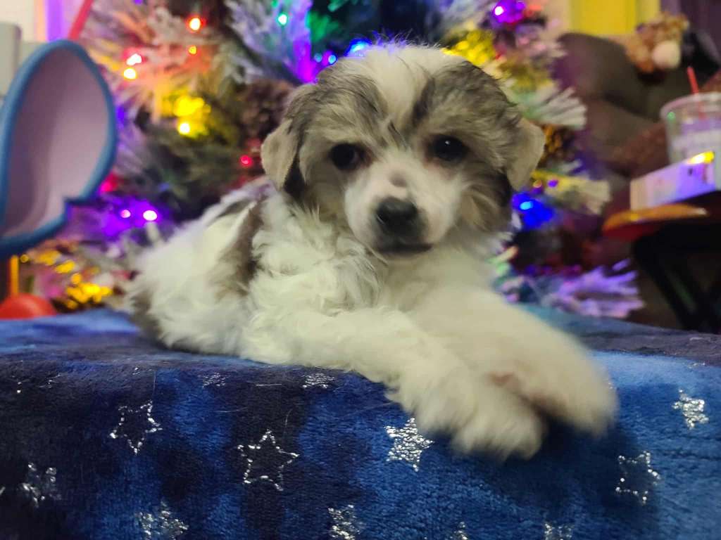 Long Haul's A Peek Into The Meadows Matterhorn