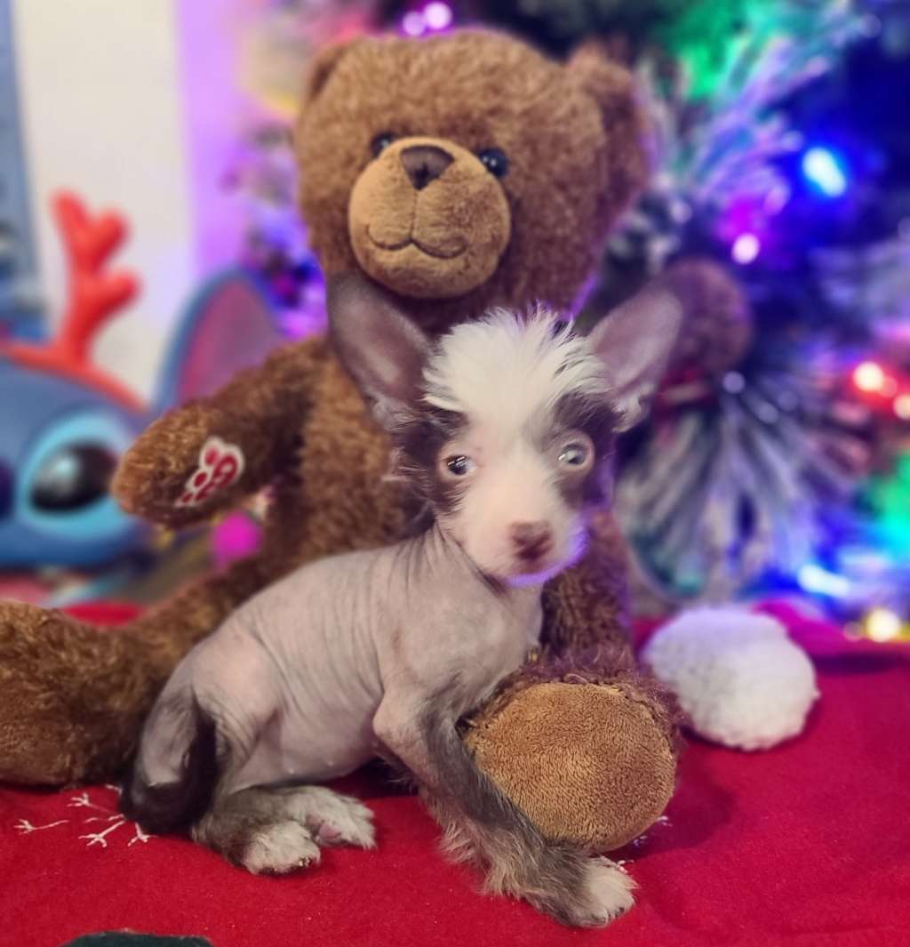 Long Haul's Winter's Sparling Wonder Lust