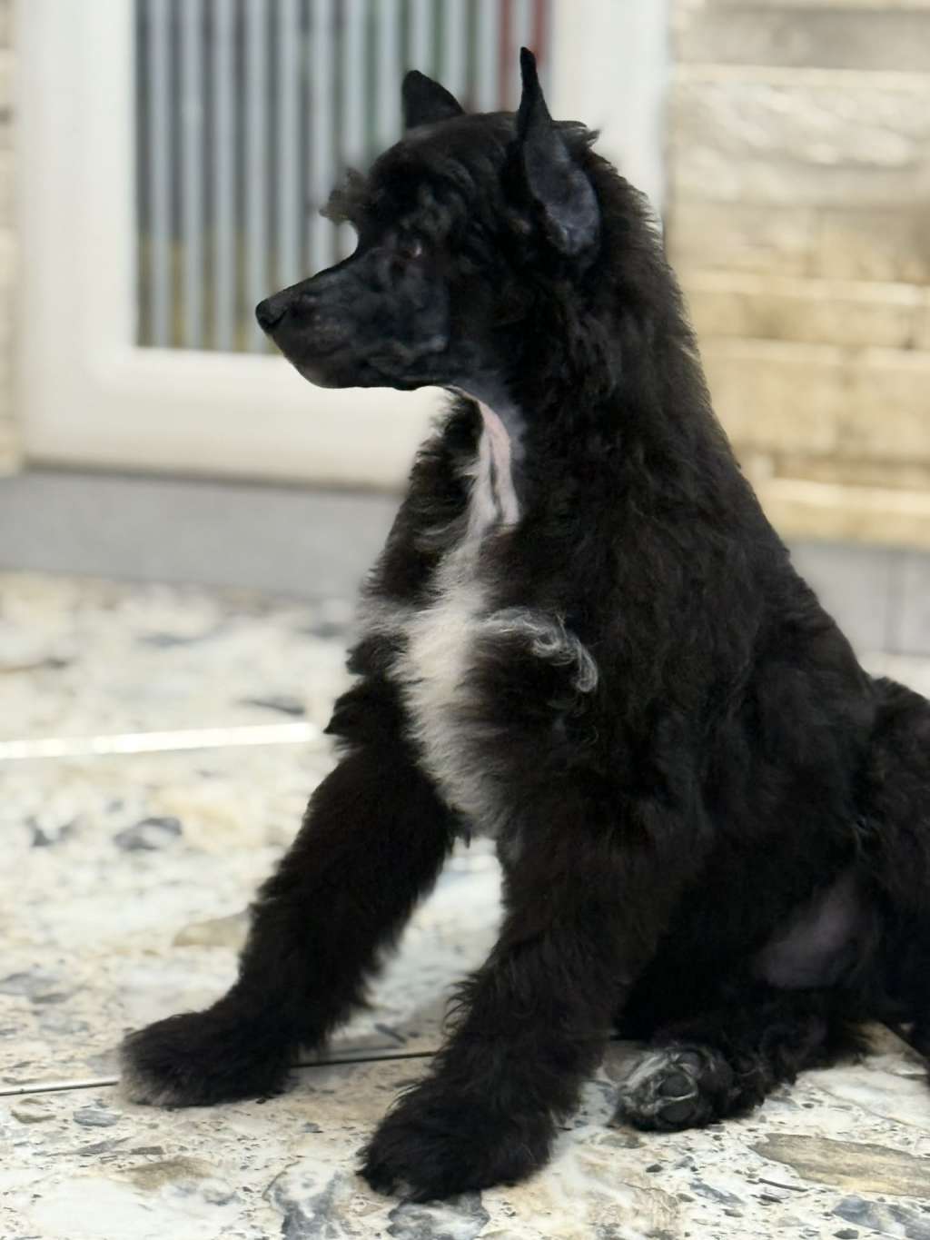 Ivar Kings of Dreams