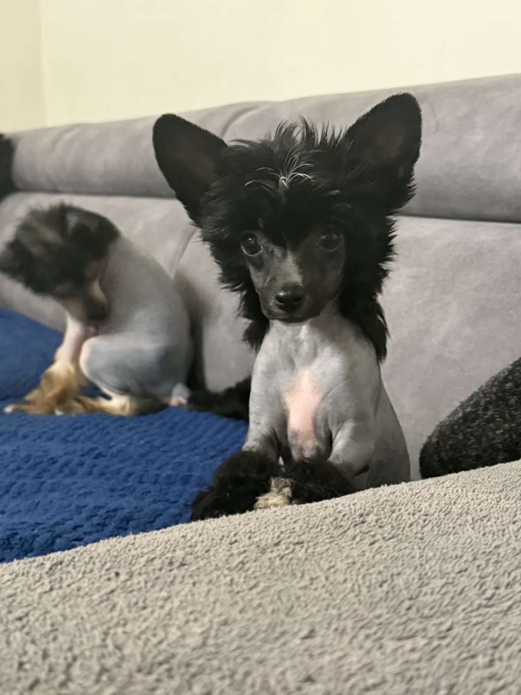 Intryga Kings of Dreams