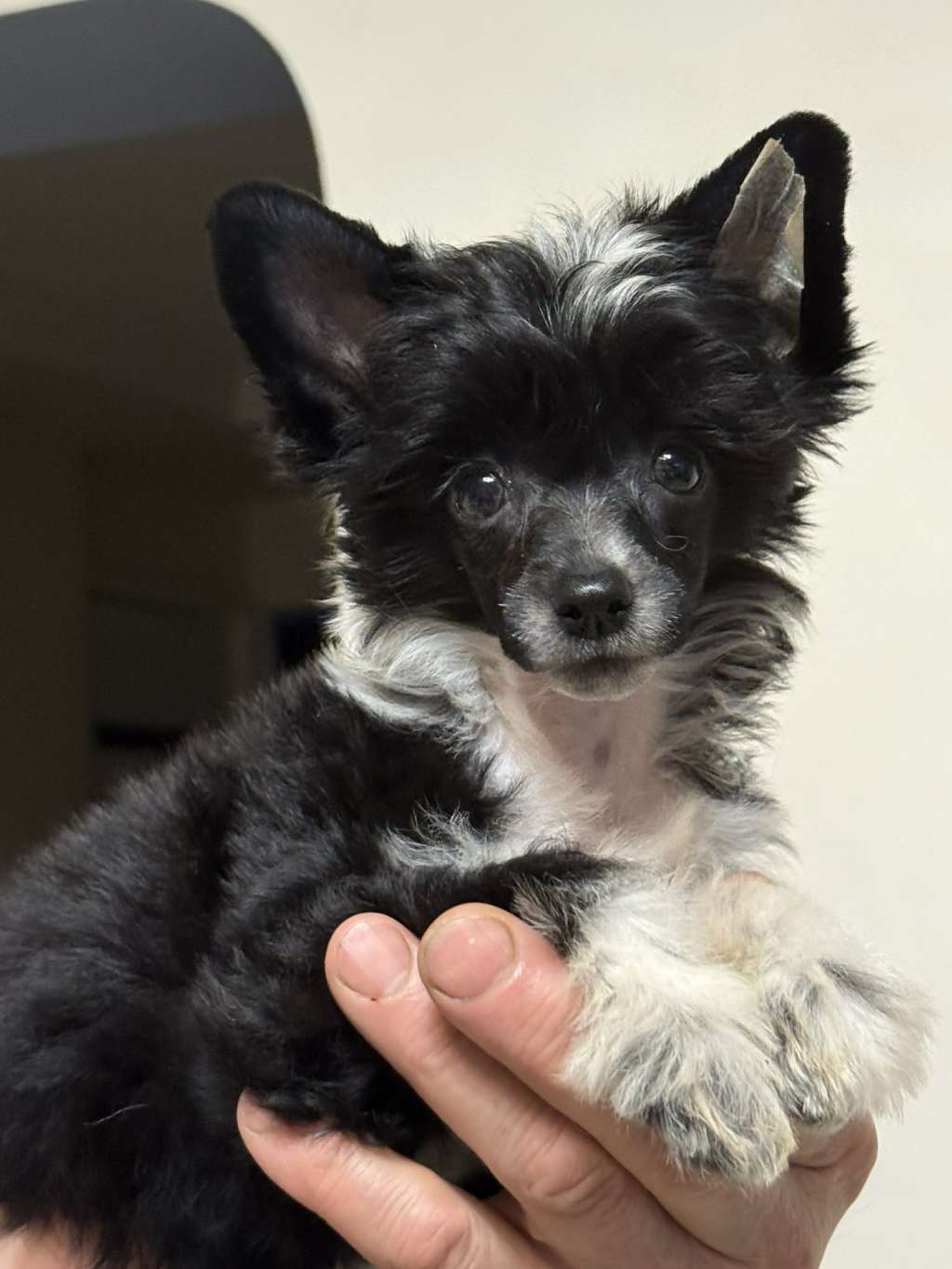 Iskierka Kings of Dreams