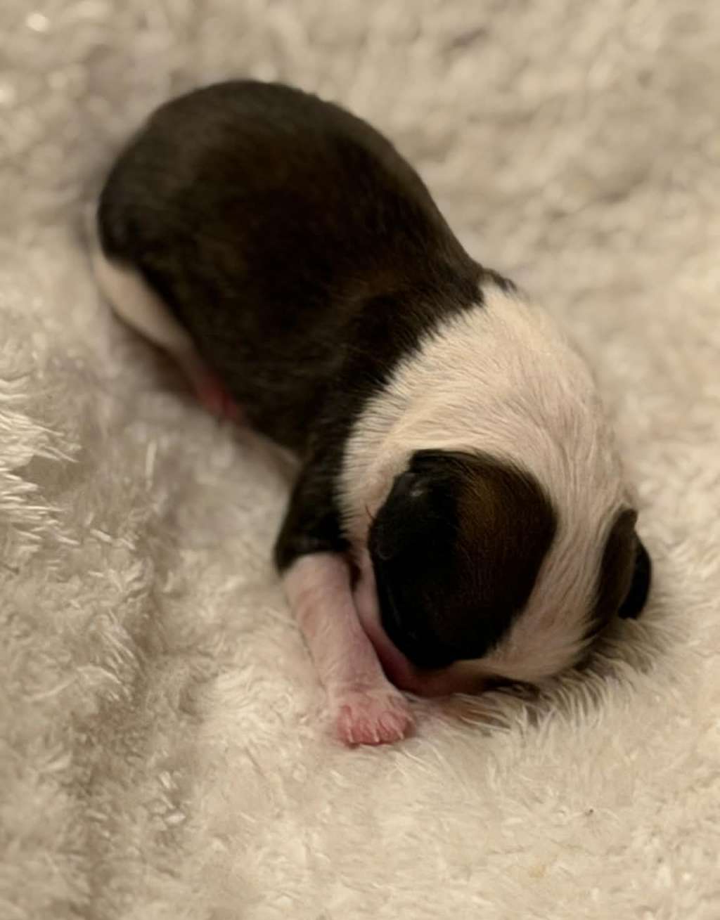 Unreal Beauty Legacy z Wolki Poland FCI