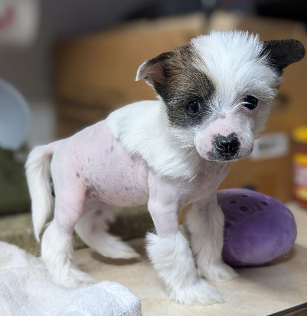 AV Dragon's Ethereal Mystic Melody