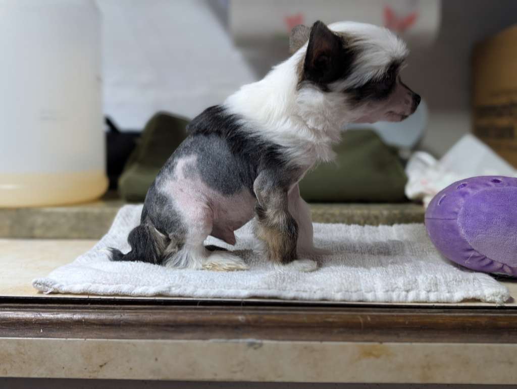 The Primordial Fifth Element of AV Dragon's Den