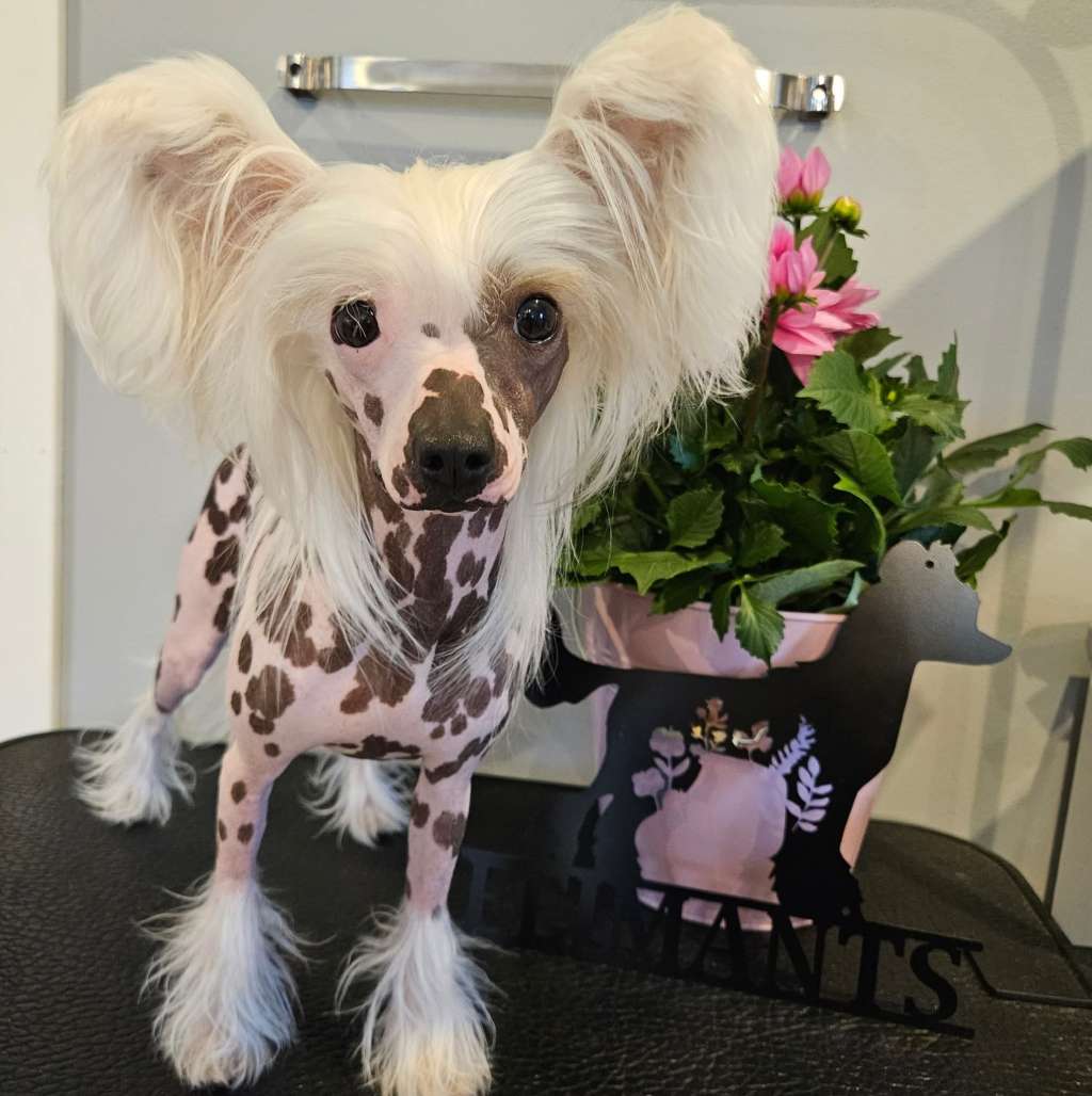 Smedbys Double Daring Clementine