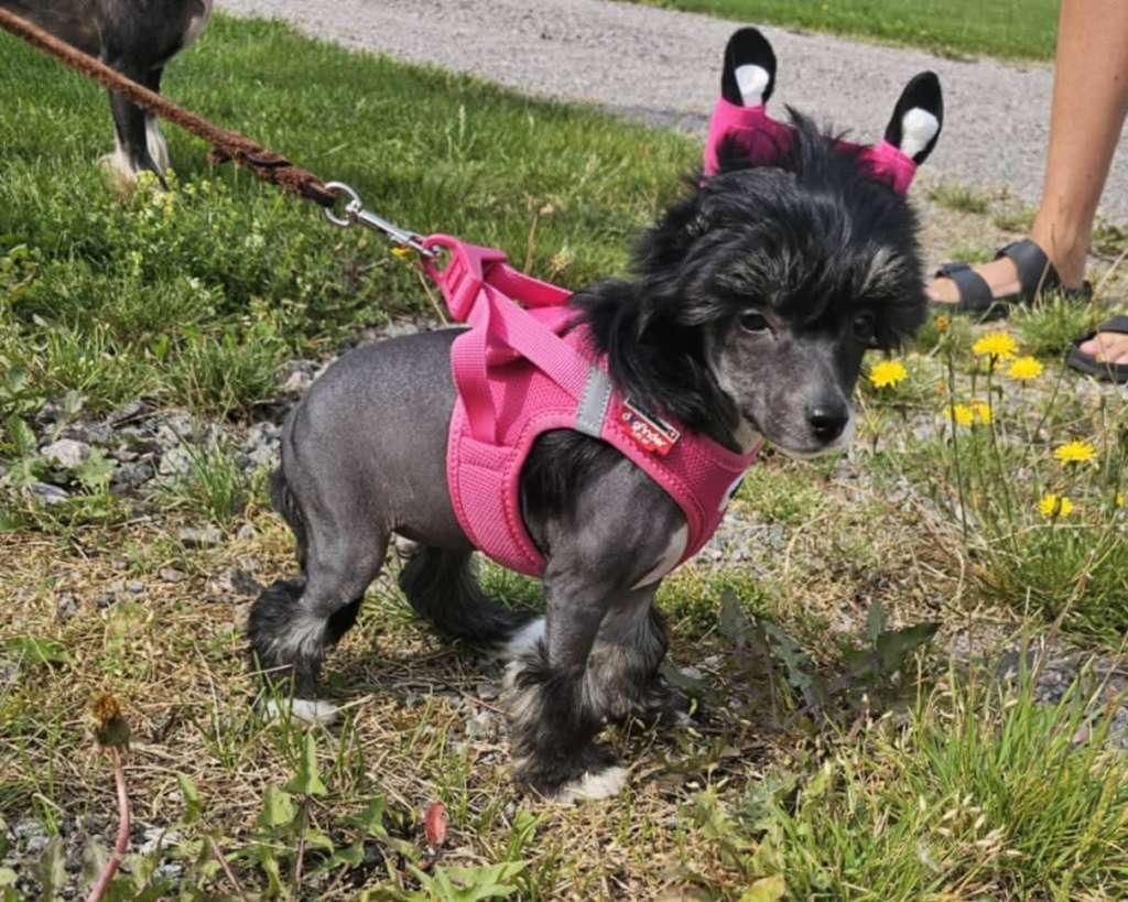 Fejmants Du Bist Mein Augenstern