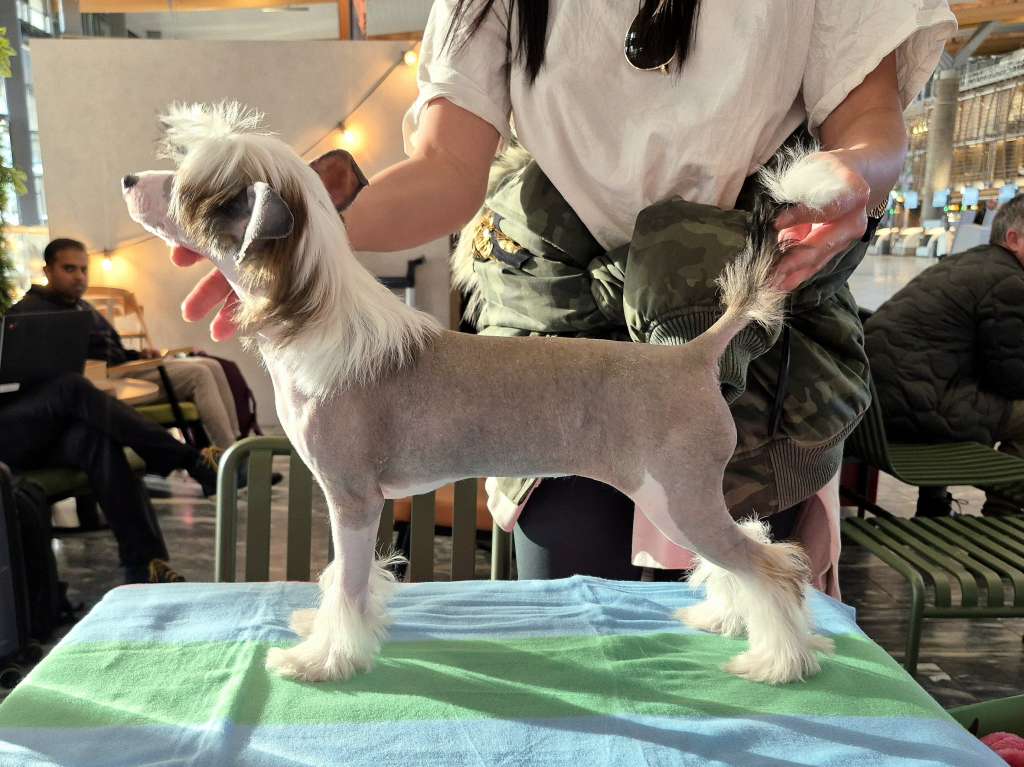 Cerohair Just like a circus