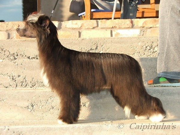 Caipirinha's ON SILENT WINGS