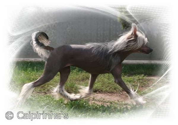 Caipirinha's OUT OF REACH