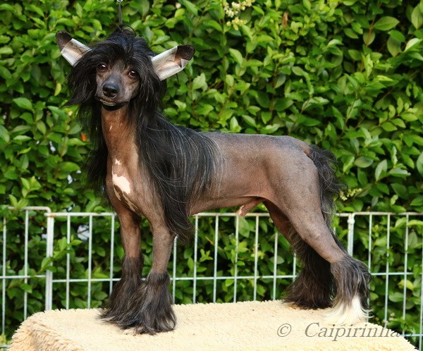 Caipirinha's ONE MAN STANDING