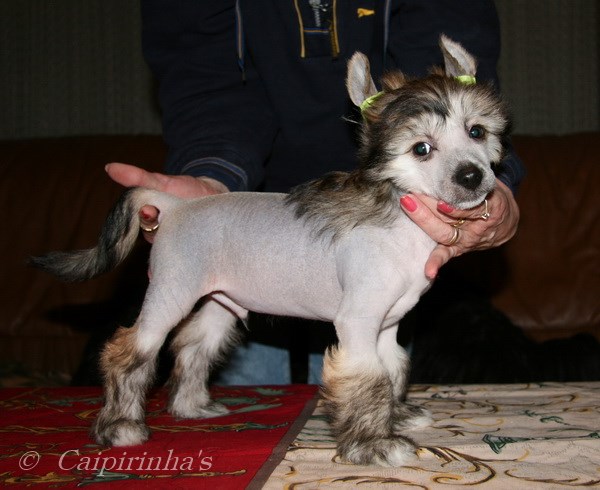 Caipirinha's LIONEL RICHIE