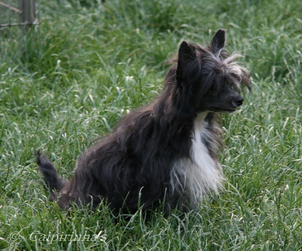 Caipirinha's MYSTIC MOONLIGHT